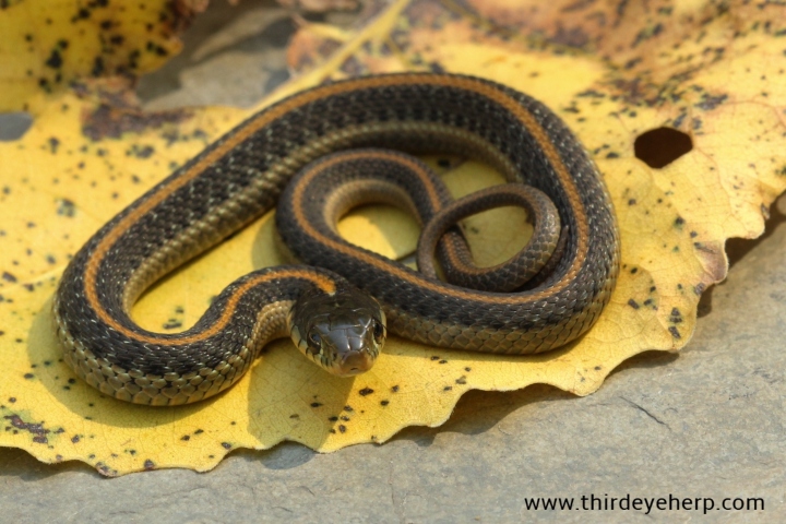 Santa Cruz Garter Snake